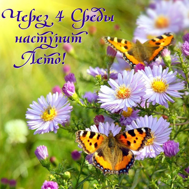 Скоро лето луговые цветы