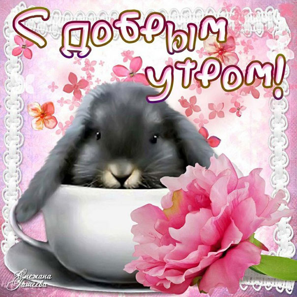 Утро розовая